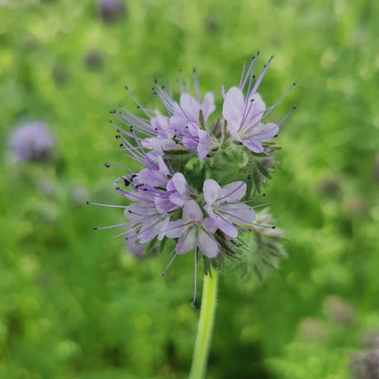 Bijenbrood, Bijenvoer (Phacelia)