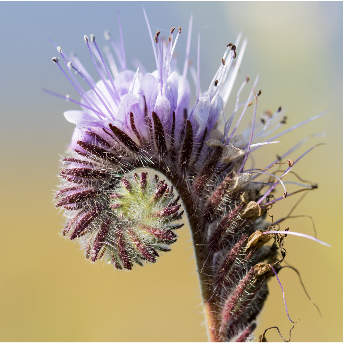 Bijenbrood, Bijenvoer (Phacelia)